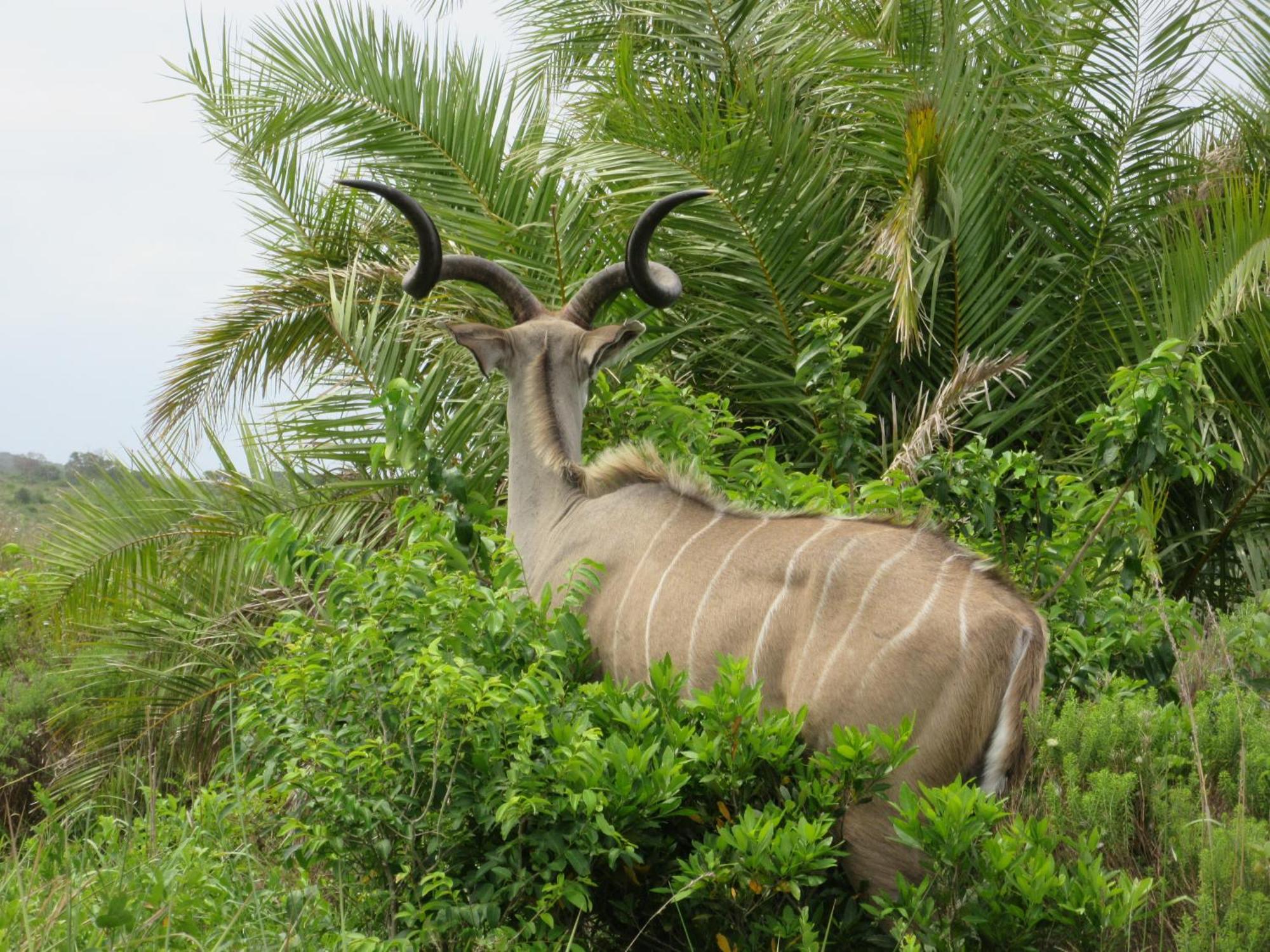 דירות Saint Lucia Estuary Manzini Chalet No 34 מראה חיצוני תמונה